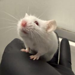 Shelter Stray Male Other last seen Near Dream Street, San Diego, CA, 92114, 5500 Gaines St, San Diego, CA 92110, USA