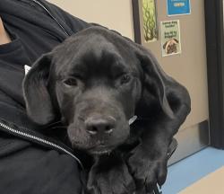 Shelter Stray Male Dog last seen Fletcher Parkway, El Cajon, CA, 92020, El Cajon, CA 92020, USA