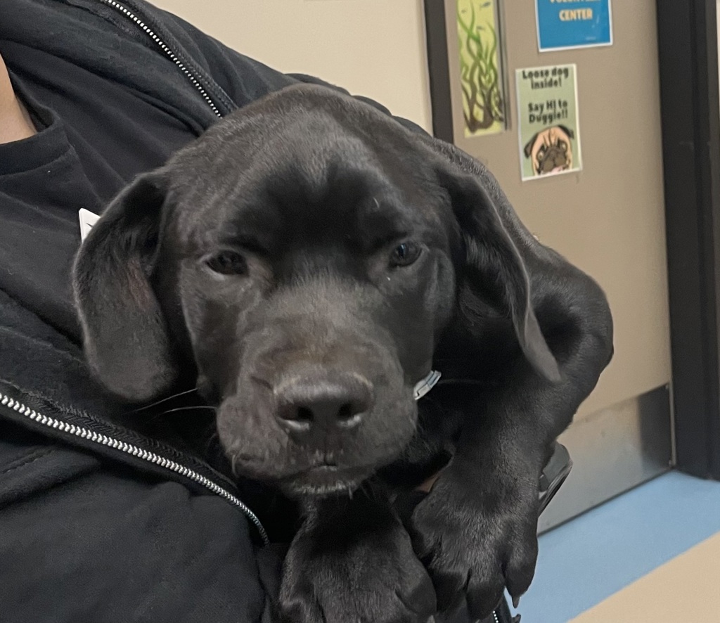Shelter Stray Male Dog last seen Fletcher Parkway, El Cajon, CA, 92020, El Cajon, CA 92020, USA