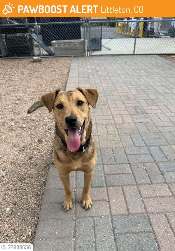 Found/Stray Male Dog last seen Clement Park, Littleton, CO 80123