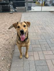 Found/Stray Male Dog last seen Clement Park, Littleton, CO 80123
