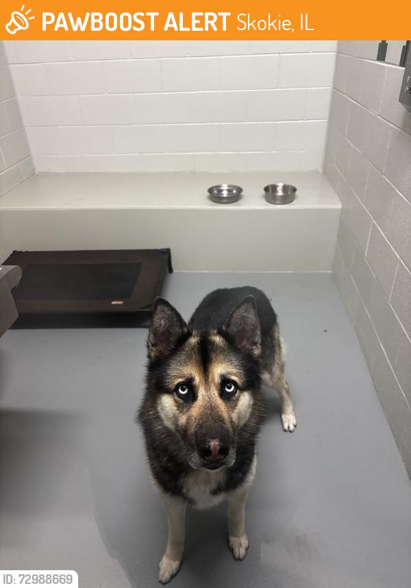 Found/Stray Male Dog last seen Pooch Park, Skokie, IL 60076