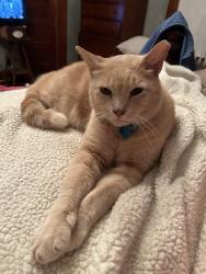 Lost Male Cat last seen Sunset and Virginia Avenue, Nacogdoches, TX 75964