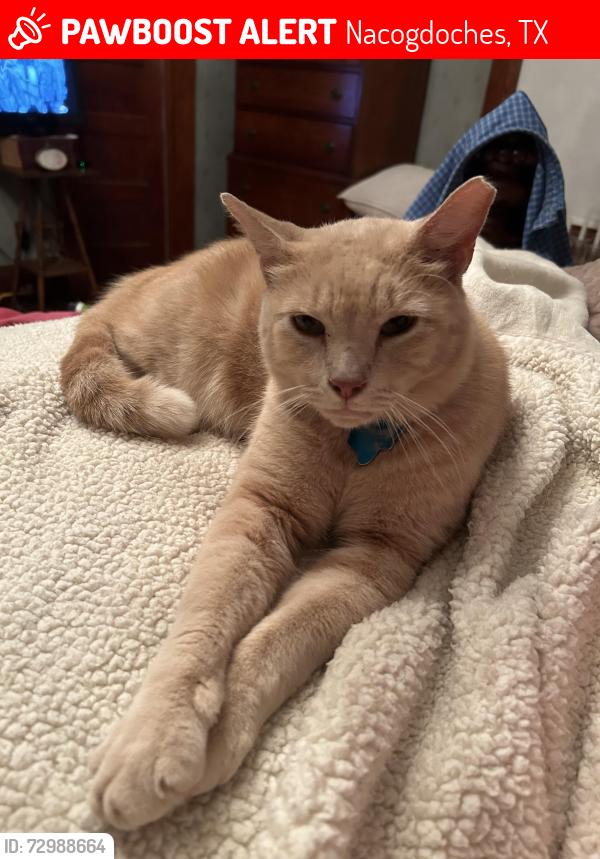 Lost Male Cat last seen Sunset and Virginia Avenue, Nacogdoches, TX 75964
