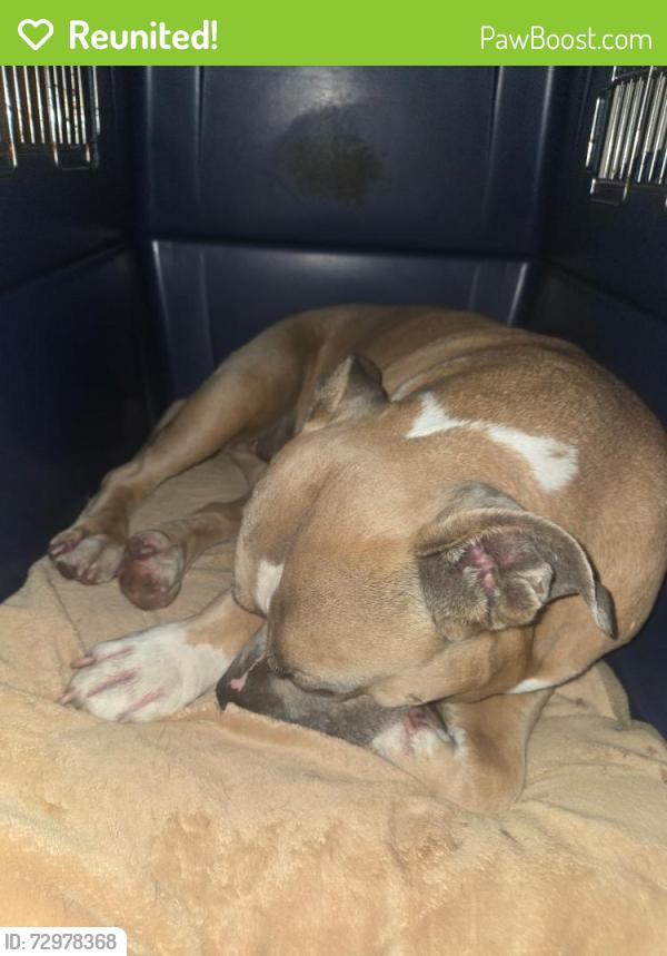 Reunited Female Dog last seen Ashcroft and Christ Church , Royal Pines, NC 28803