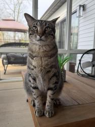 Reunited Male Cat last seen Seminary rd at union school our back yard , Alton, IL 62002