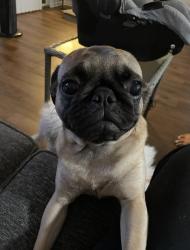 Reunited Female Dog last seen foothill and n riverside ave, Rialto, CA 92376