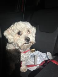 Found/Stray Male Dog last seen Corner of W Granville St & N Ellis Ave by stoplight, Dunn, NC 28334