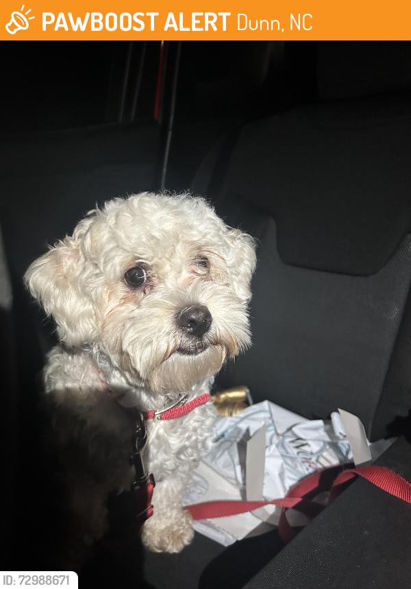 Found/Stray Male Dog last seen Corner of W Granville St & N Ellis Ave by stoplight, Dunn, NC 28334