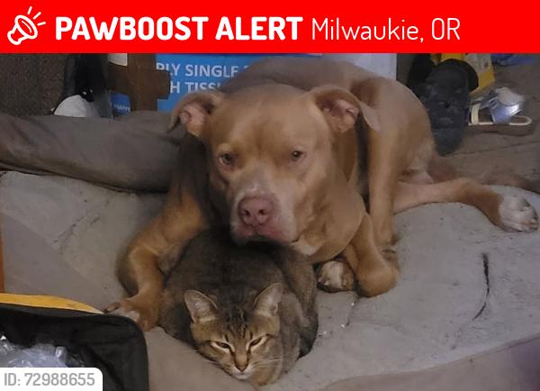 Lost Male Cat last seen Lot Whitcomb Elementary, Milwaukie, OR 97222