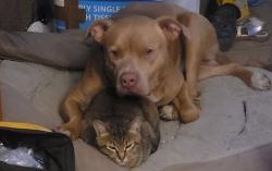 Lost Male Cat last seen Lot Whitcomb Elementary, Milwaukie, OR 97222
