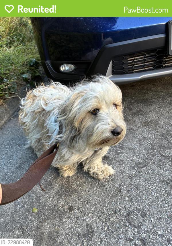 Reunited Male Dog last seen Burnett ave and Gardenside in Twin Peaks San Francisco, CA, San Francisco, CA 94131