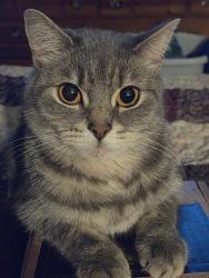 Lost Male Cat last seen Greenland Ave. And Westmont street nw, Roanoke, VA 24012
