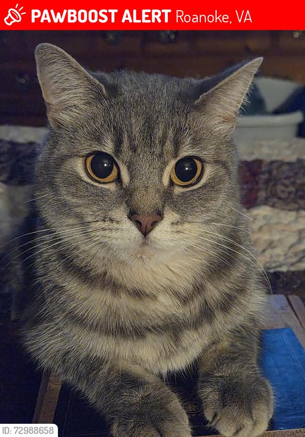 Lost Male Cat last seen Greenland Ave. And Westmont street nw, Roanoke, VA 24012