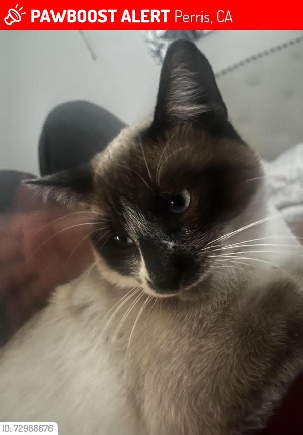 Lost Male Cat last seen Nuevo rd Perris CA, Perris, CA 92570