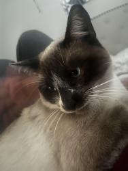 Lost Male Cat last seen Nuevo rd Perris CA, Perris, CA 92570
