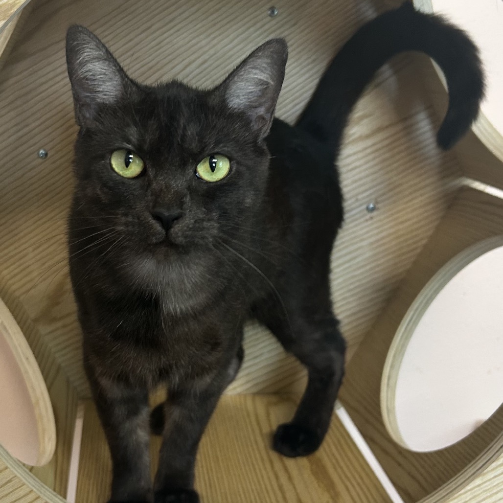 Shelter Stray Female Cat last seen , 8020 Washington St, Port Richey, FL 34668, USA