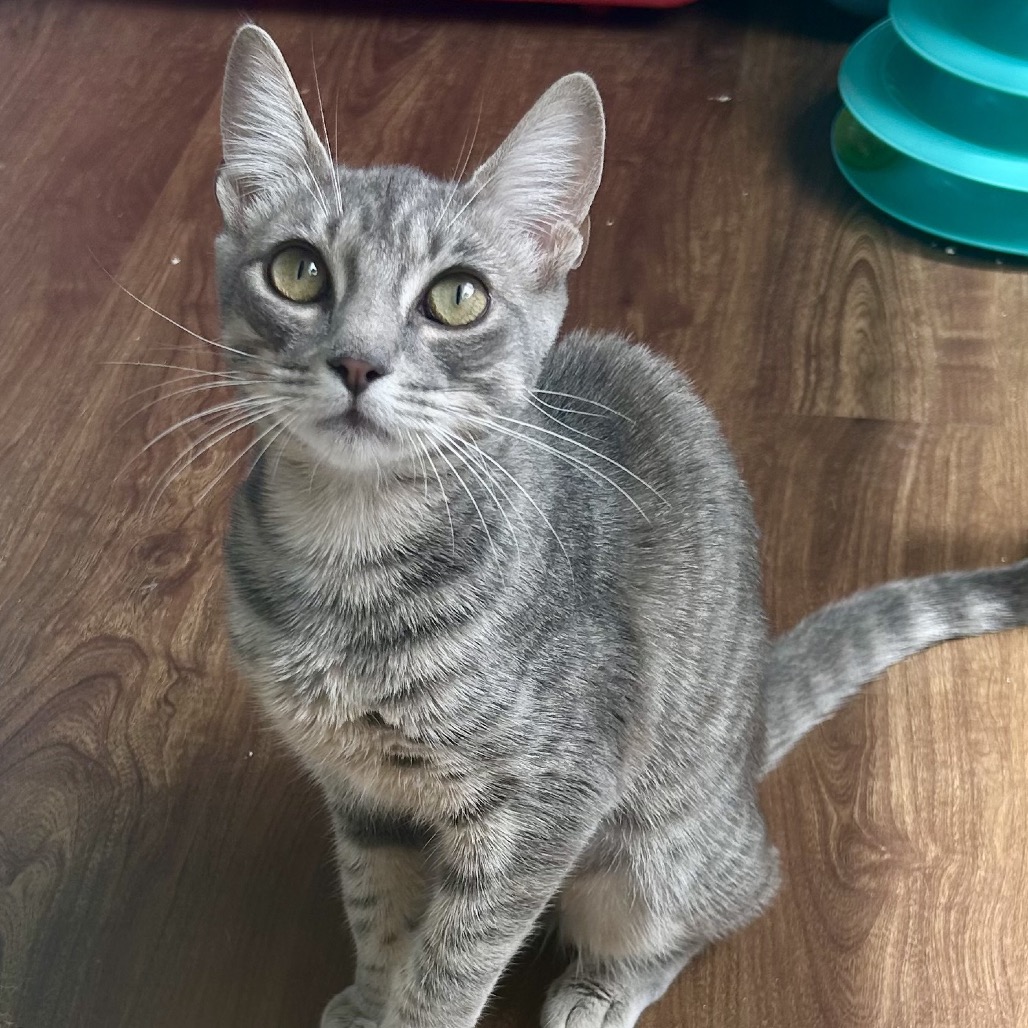Shelter Stray Female Cat last seen , 8020 Washington St, Port Richey, FL 34668, USA
