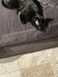 Reunited Female Cat last seen Littleton High School, Centennial, CO 80121