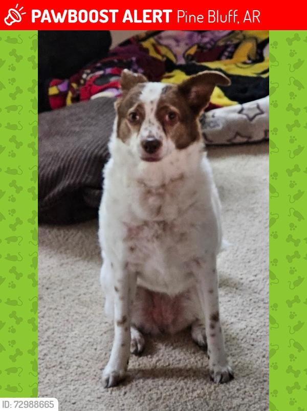 Lost Female Dog last seen Dollar store , Pine Bluff, AR 71603