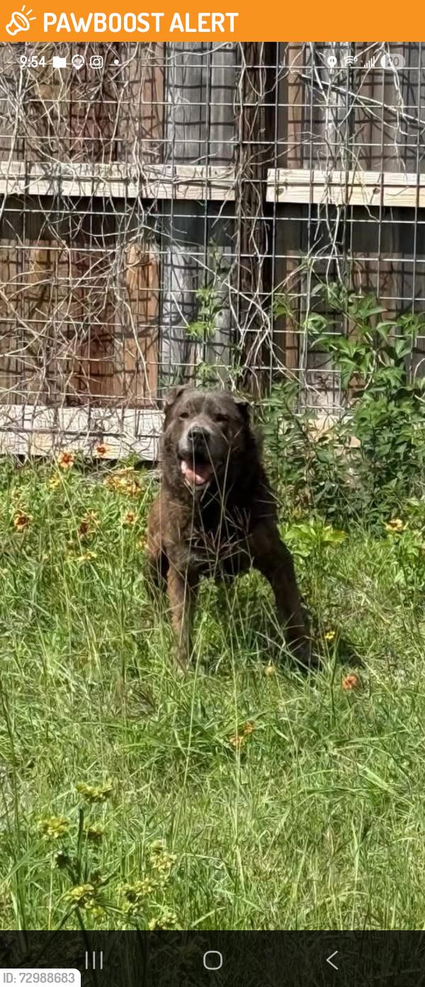 Found/Stray Male Dog last seen Gleannloch Farms , Gleannloch Farms, TX 77379
