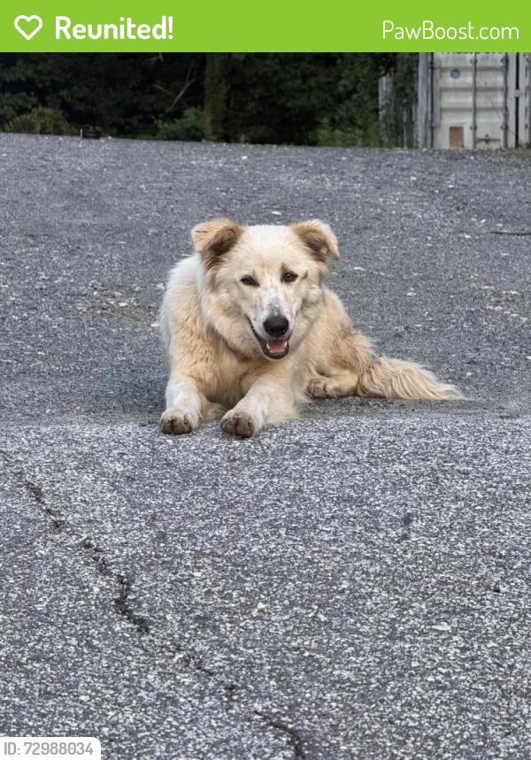 Reunited Unknown Dog last seen Atlanta Silverbacks Park, DeKalb County, GA 30340