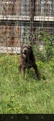 Found/Stray Male Dog last seen Gleannloch Farms, Gleannloch Farms, TX 77379