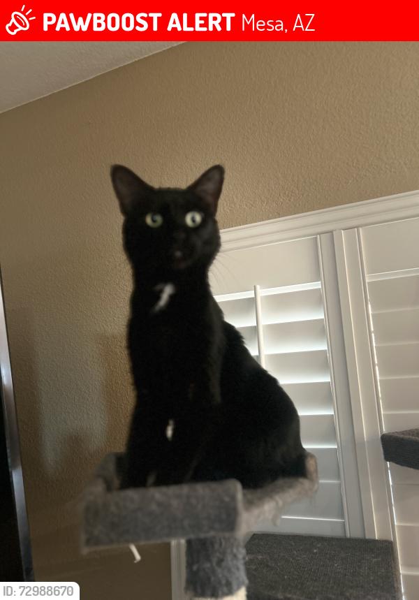 Lost Male Cat last seen mckellips and power, Mesa, AZ 85207