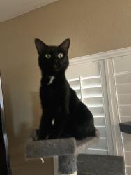 Lost Male Cat last seen mckellips and power, Mesa, AZ 85207
