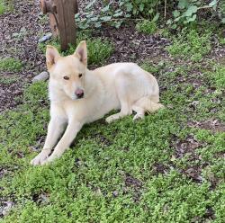 Lost Male Dog last seen Fowler Ave and Butler Ave , Sunnyside, CA 93727