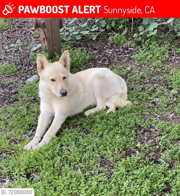 Lost Male Dog last seen Fowler Ave and Butler Ave , Sunnyside, CA 93727