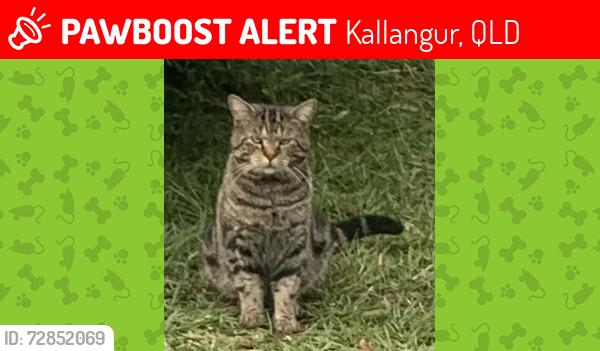 Lost Male Cat last seen winter rd kallangur, Queensland , Kallangur, QLD 4503