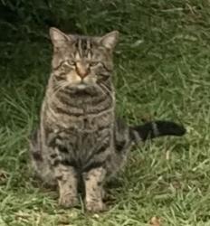 Lost Male Cat last seen winter rd kallangur, Queensland , Kallangur, QLD 4503