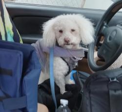Reunited Male Dog last seen Mac bid, Warren, OH 44485