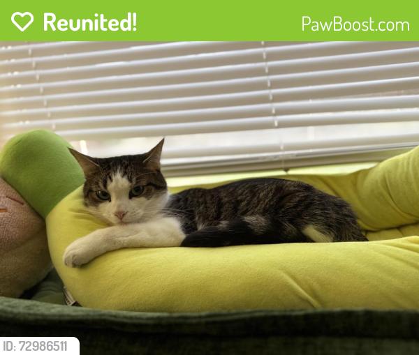 Reunited Male Cat last seen Little High Street/Meade Avenue, Charlottesville, VA 22902