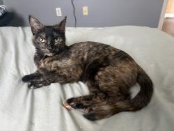 Lost Female Cat last seen Near forty Niner trial , Lathrop, CA 95330