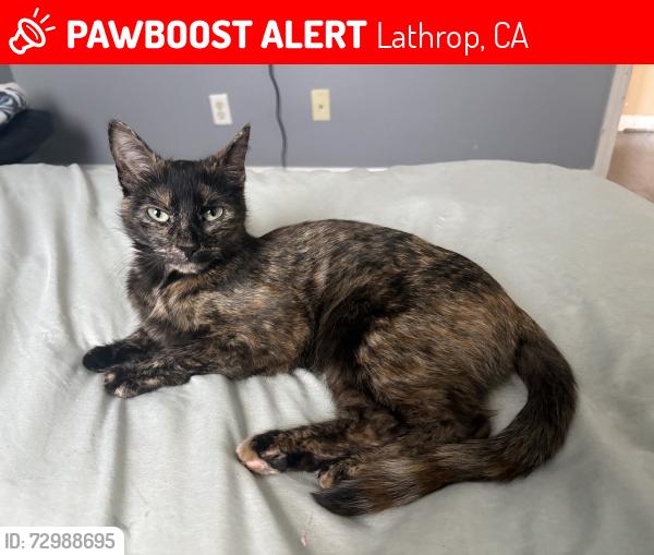 Lost Female Cat last seen Near forty Niner trial , Lathrop, CA 95330