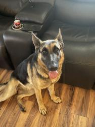 Lost Female Dog last seen Near hw, Belleview, MO 63623