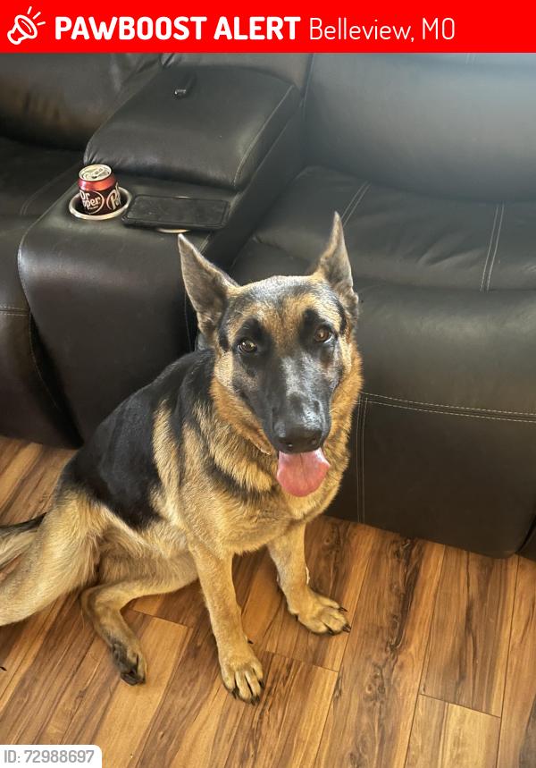 Lost Female Dog last seen Near hw, Belleview, MO 63623
