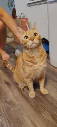 Found/Stray Unknown Cat last seen The Gables apmts , Oklahoma City, OK 73142