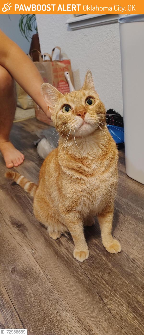 Found/Stray Unknown Cat last seen The Gables apmts , Oklahoma City, OK 73142