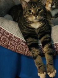 Lost Male Cat last seen Sea Lark across from Navarre Whataburger, Navarre, FL 32566