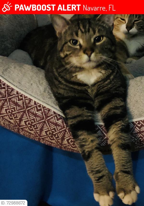 Lost Male Cat last seen Sea Lark across from Navarre Whataburger, Navarre, FL 32566