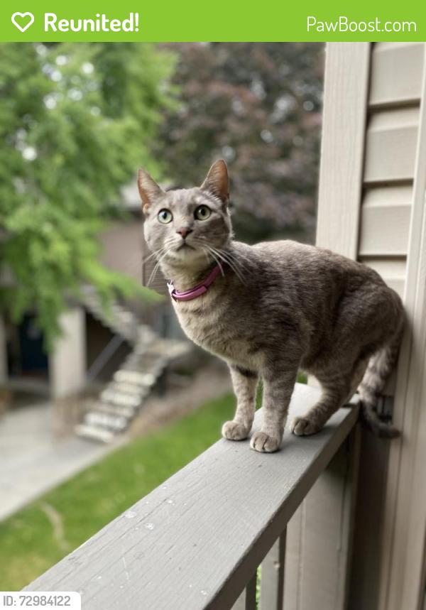 Reunited Female Cat last seen Duportail Bridge, Richland, WA 99352
