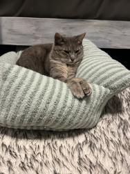 Reunited Female Cat last seen Near Cedar Spring Dr, Missouri City, TX 77459, USA, Missouri City, TX 77459
