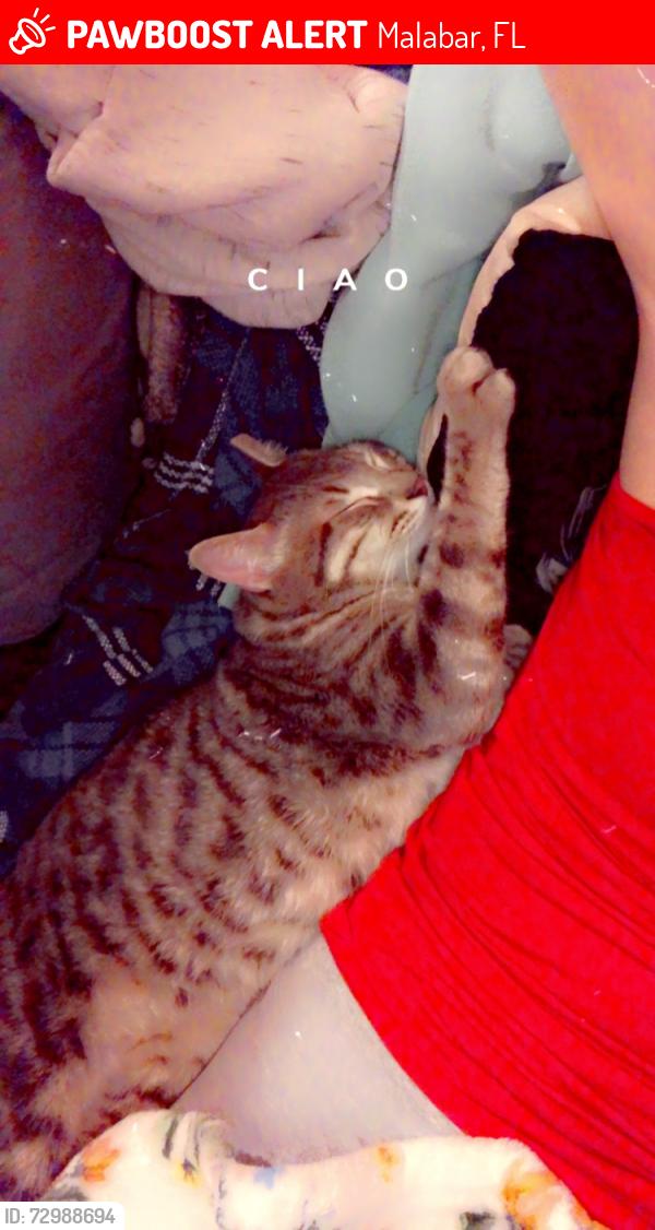 Lost Male Cat last seen Corey Road and Beekeeper , Malabar, FL 32950