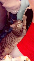 Lost Male Cat last seen Corey Road and Beekeeper , Malabar, FL 32950