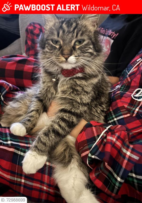 Lost Female Cat last seen Corydon , Wildomar, CA 92595