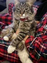 Lost Female Cat last seen Corydon , Wildomar, CA 92595