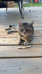 Lost Male Cat last seen Robersonville, williamston, greenville, Robersonville, NC 27871